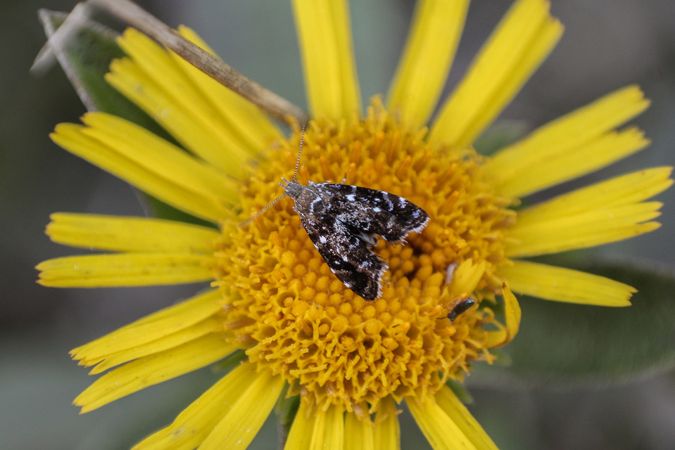 Prochoreutis myllerana - pompás levélmoly