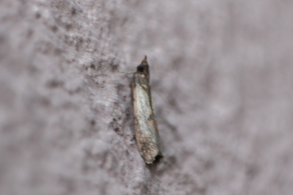 Pyralidae - fényiloncák