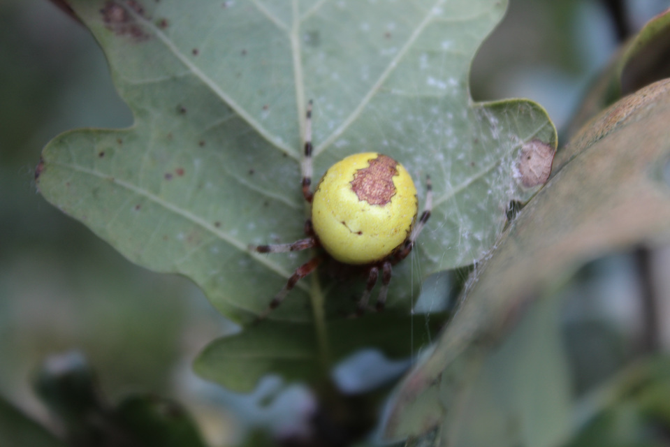 Araneus marmoreus - márványos keresztespók