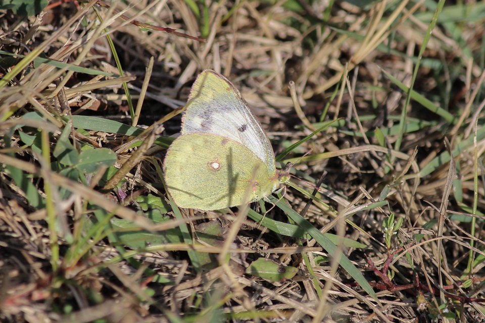 Colias hyale - kéneslepke