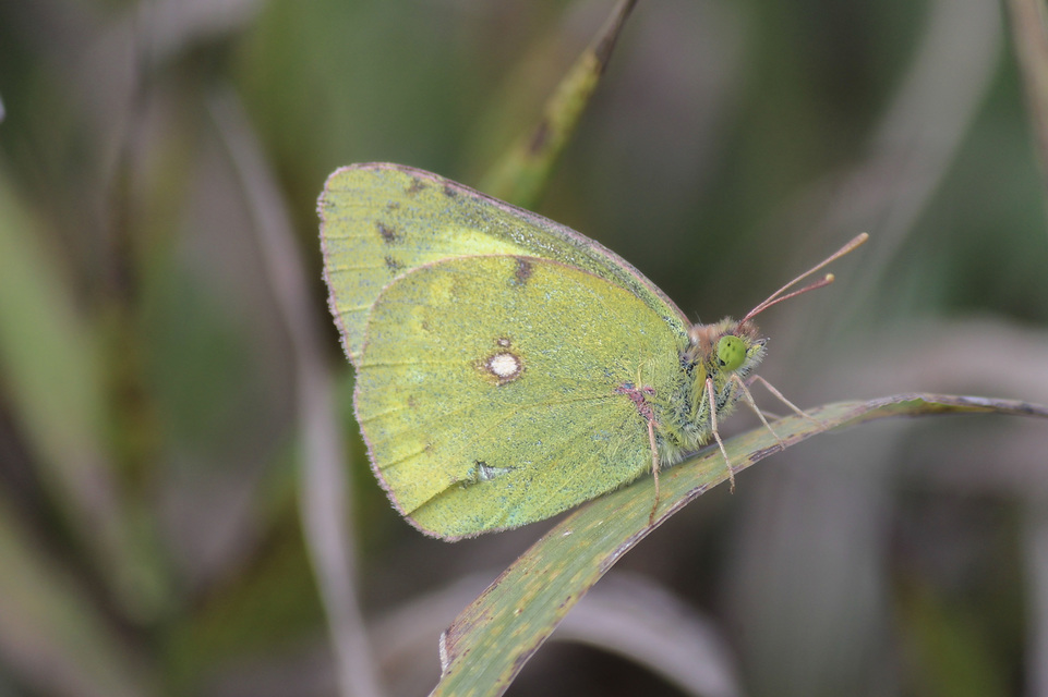 Colias erate - csángó-kéneslepke