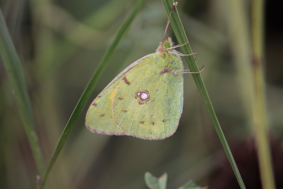 Colias croceus - sáfránylepke