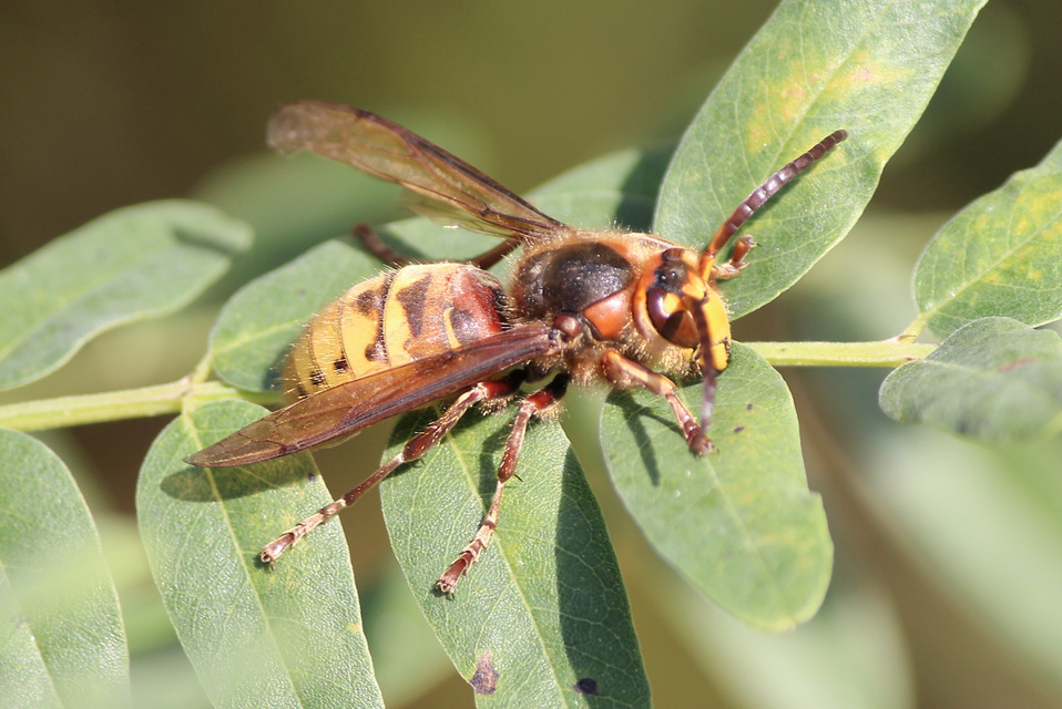 Vespa crabro - lódarázs