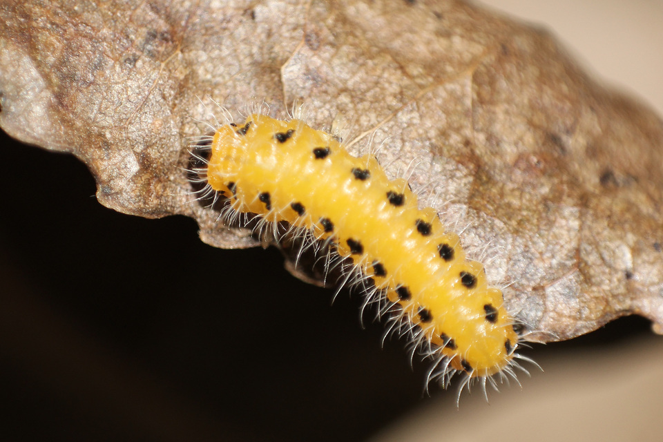 Trichiocampus viminalis