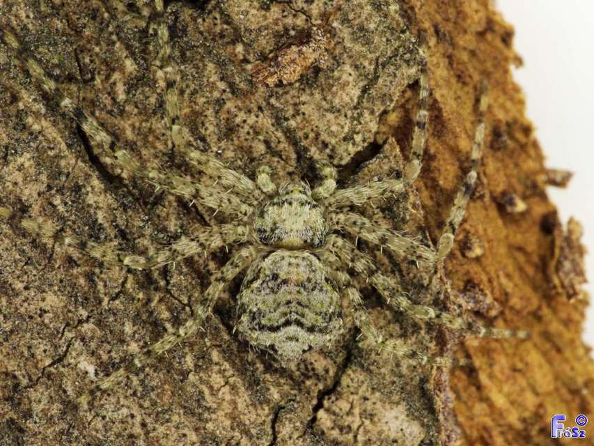 Philodromus margaritatus - bükkfa-fürgekarolópók