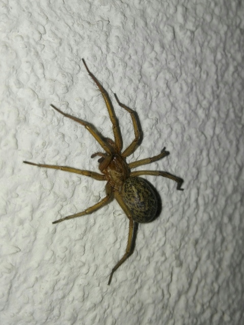 Eratigena agrestis - réti zugpók