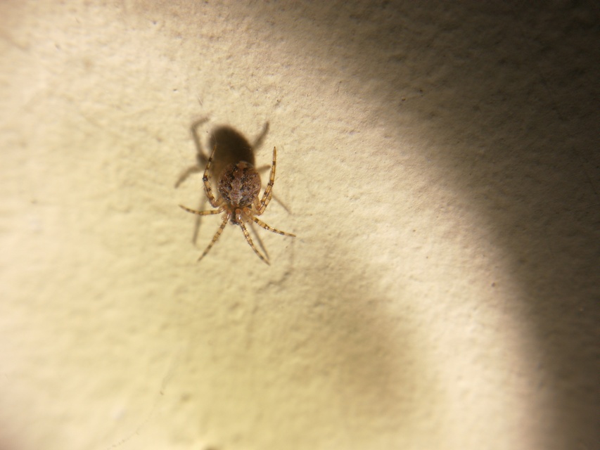 Theridiidae - törpepókok