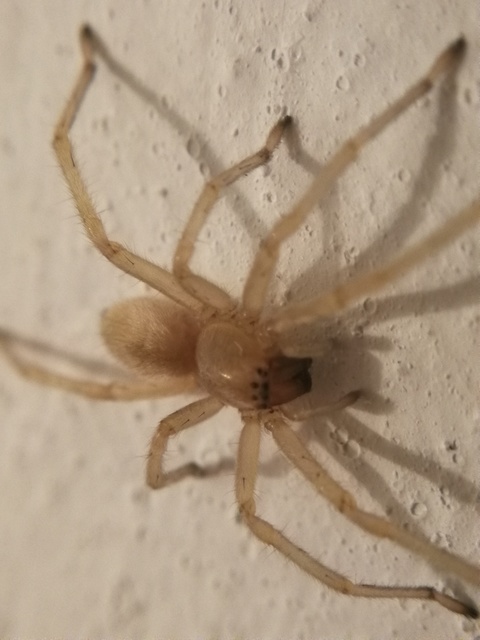 Cheiracanthium mildei - sárga dajkapók