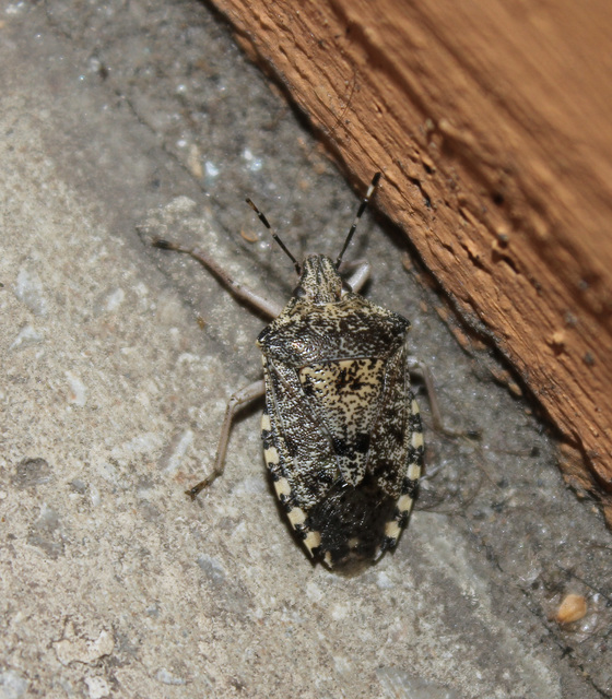 Rhaphigaster nebulosa - bencepoloska