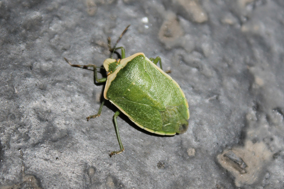 Nezara viridula - zöld vándorpoloska