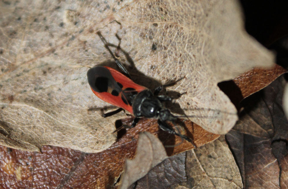Peirates hybridus - foltos rablópoloska
