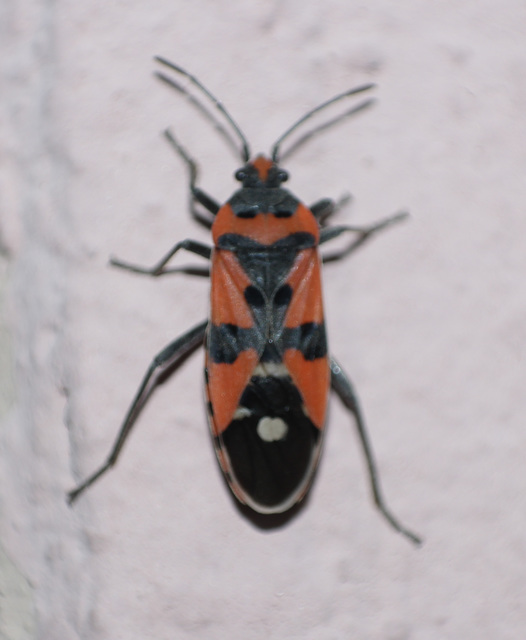 Lygaeus equestris/simulans