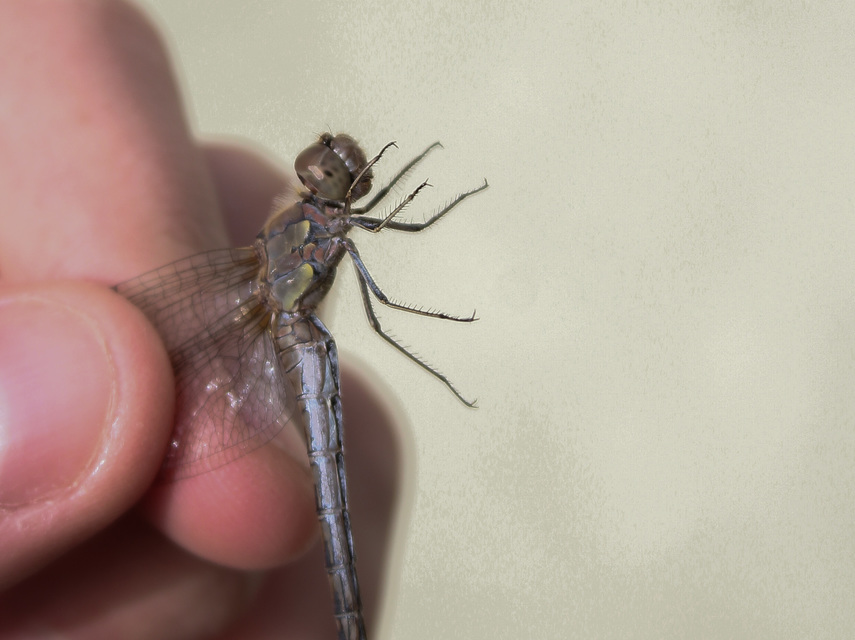 Sympetrum striolatum - harántsávos katona-szitakötő