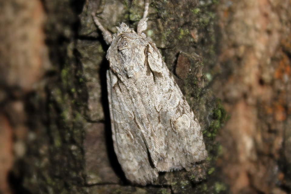 Lithophane ornitopus - közönséges fabagoly