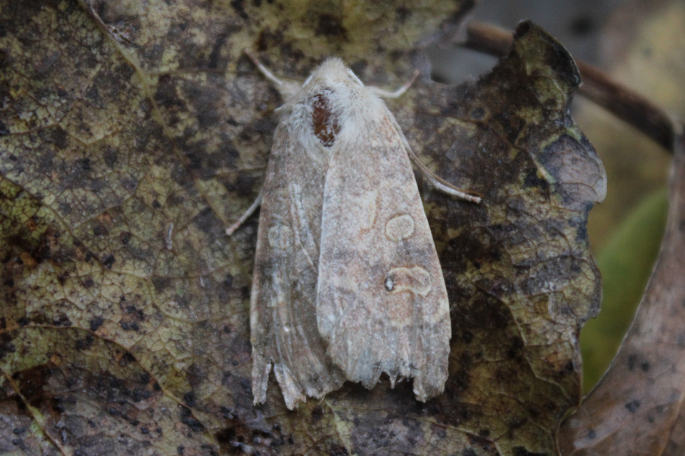 Cirrhia ocellaris - fakó sárgabagoly