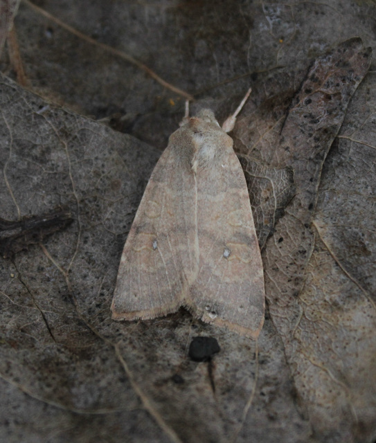 Cirrhia ocellaris - fakó sárgabagoly