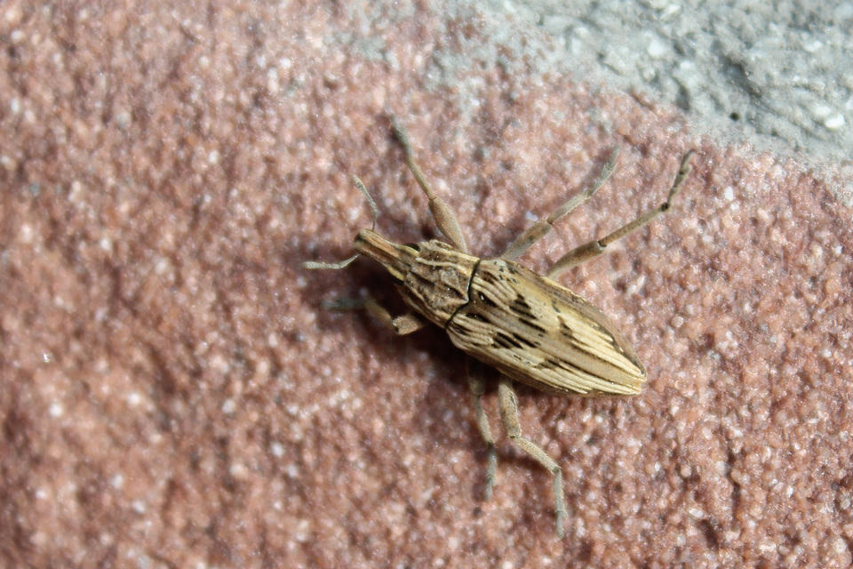 Coniocleonus nigrosuturatus - nyíljegyes barkó