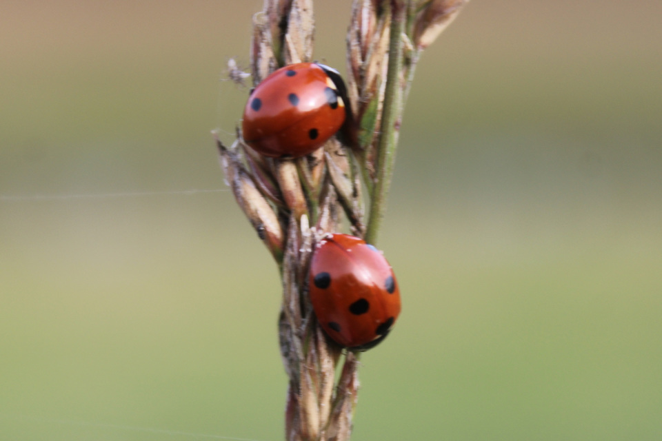 Coccinella septempunctata - hétpettyes katica