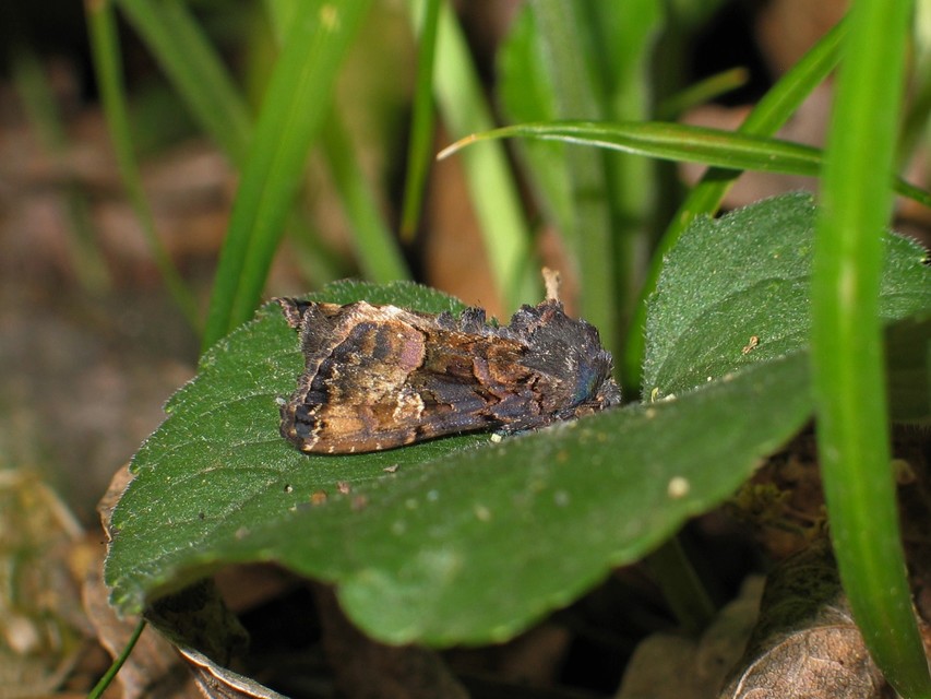 Euplexia lucipara - szeder-csipkésbagoly