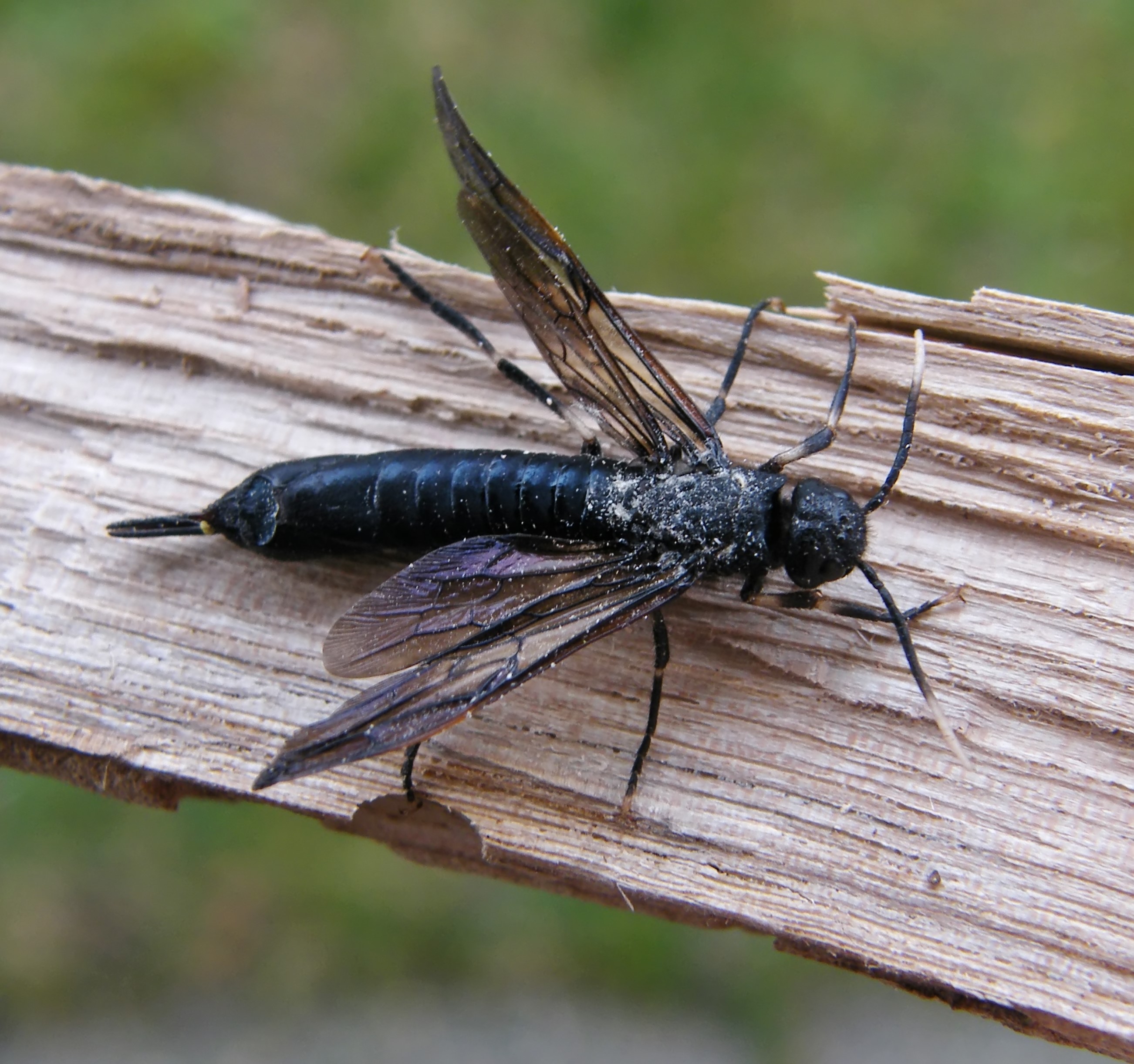 Tremex magus