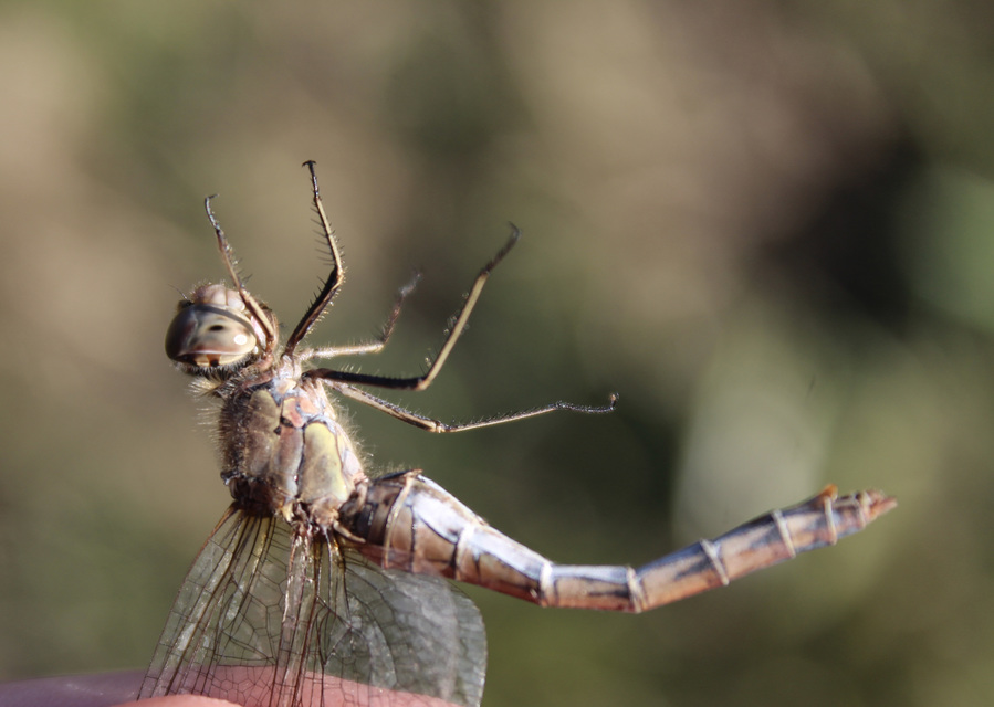 Sympetrum striolatum - harántsávos katona-szitakötő