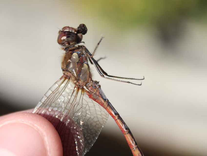 Sympetrum striolatum - harántsávos katona-szitakötő