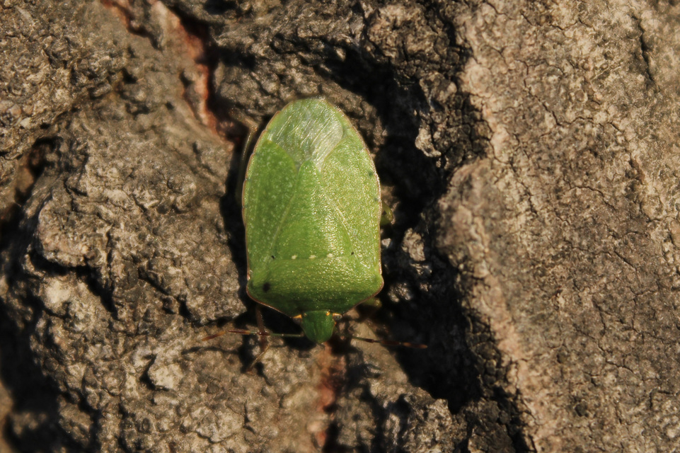 Nezara viridula - zöld vándorpoloska