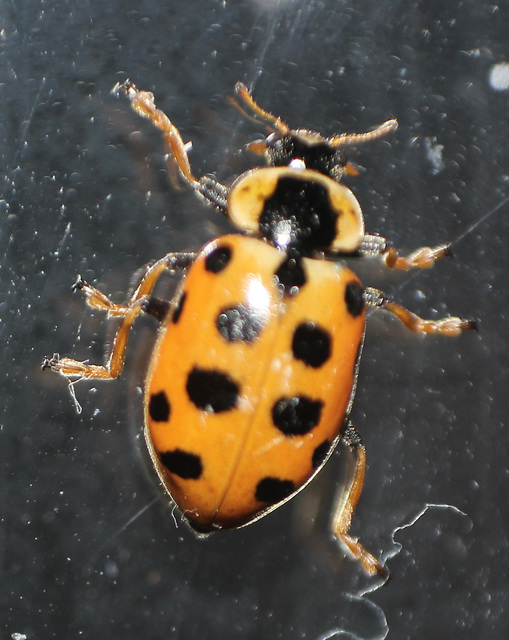 Hippodamia tredecimpunctata - mocsári katica