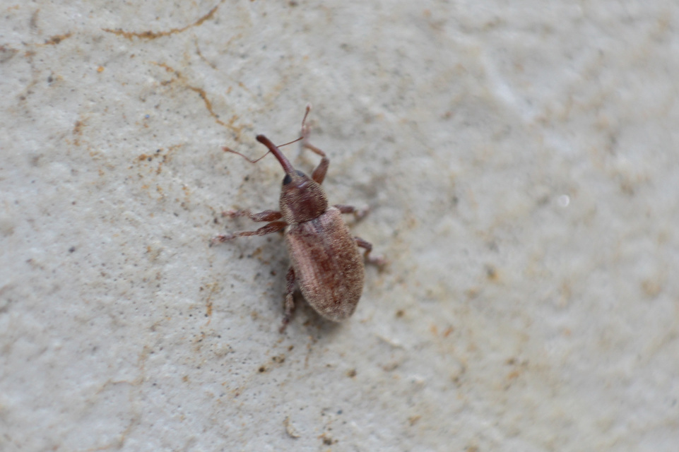Dorytomus villosulus - sárgás hangormányos