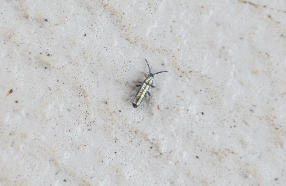 Lepidocyrtus paradoxus Lepidocyrtus paradoxus