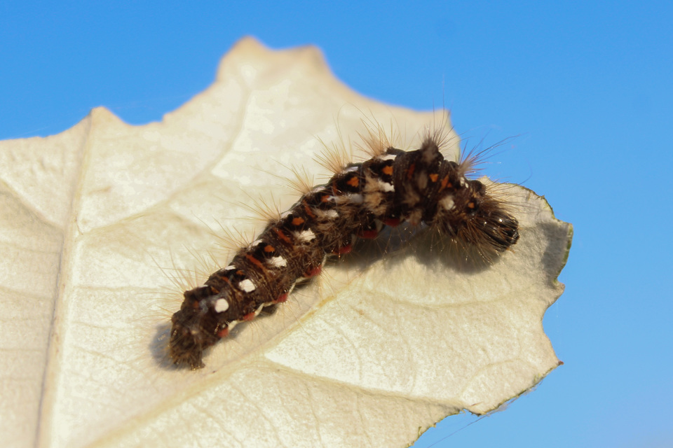 Acronicta rumicis - sóska-szigonyosbagoly Acronicta rumicis - sóska-szigonyosbagoly