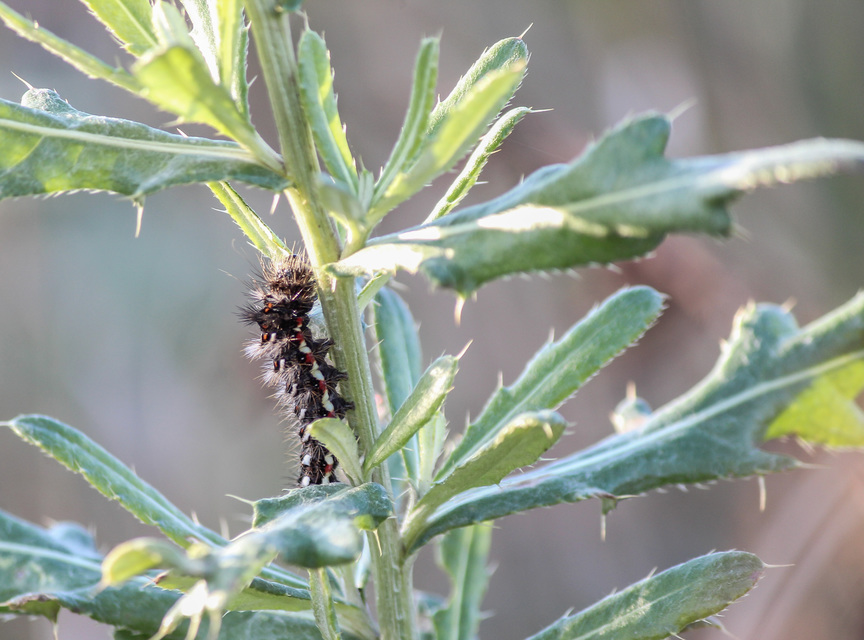 Acronicta rumicis - sóska-szigonyosbagoly Acronicta rumicis - sóska-szigonyosbagoly