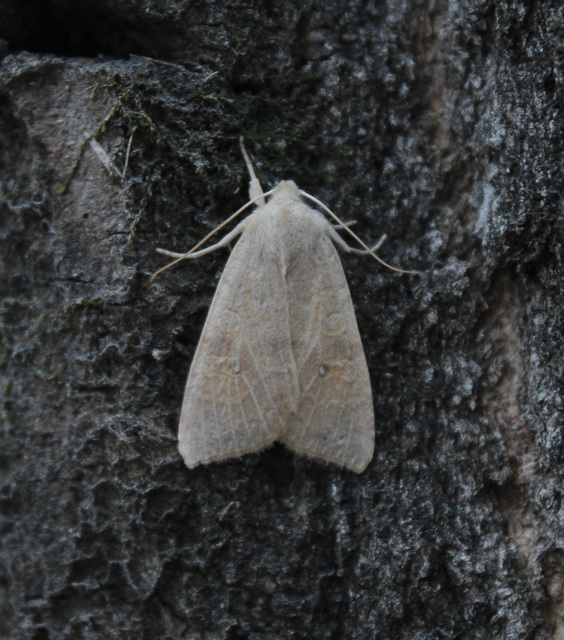 Cirrhia ocellaris - fakó sárgabagoly