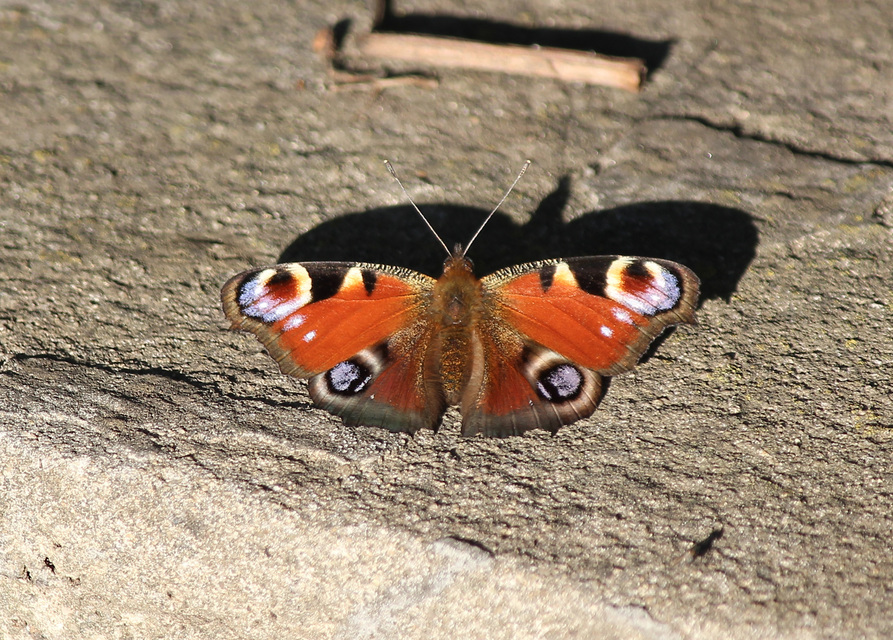 Nymphalis io - nappali pávaszem