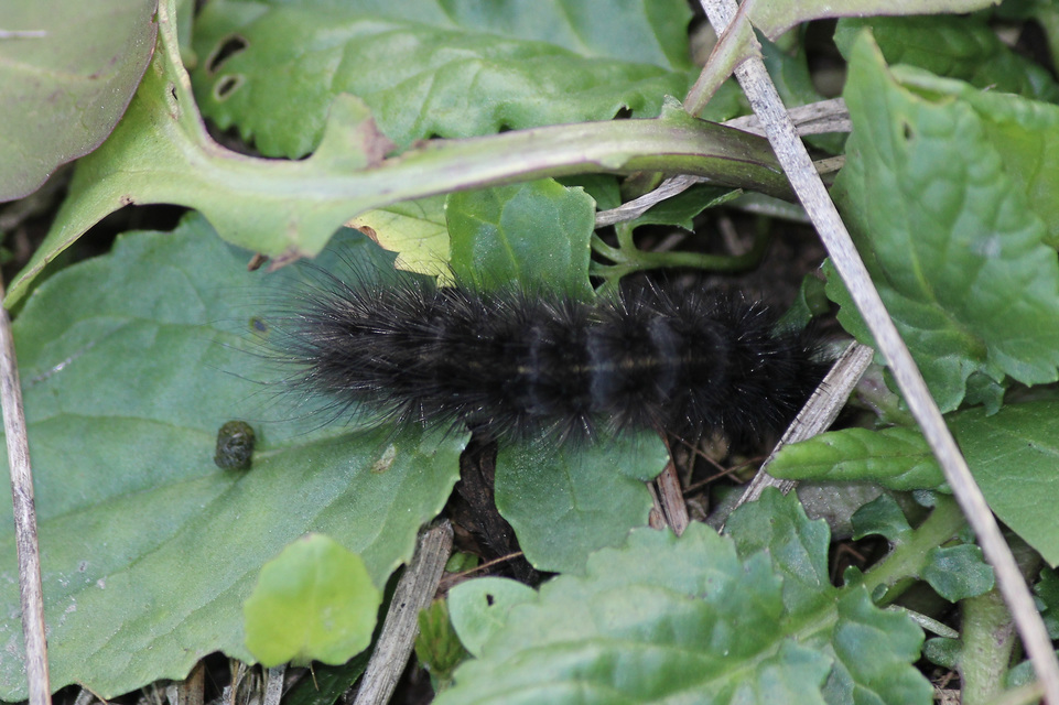 Spilosoma