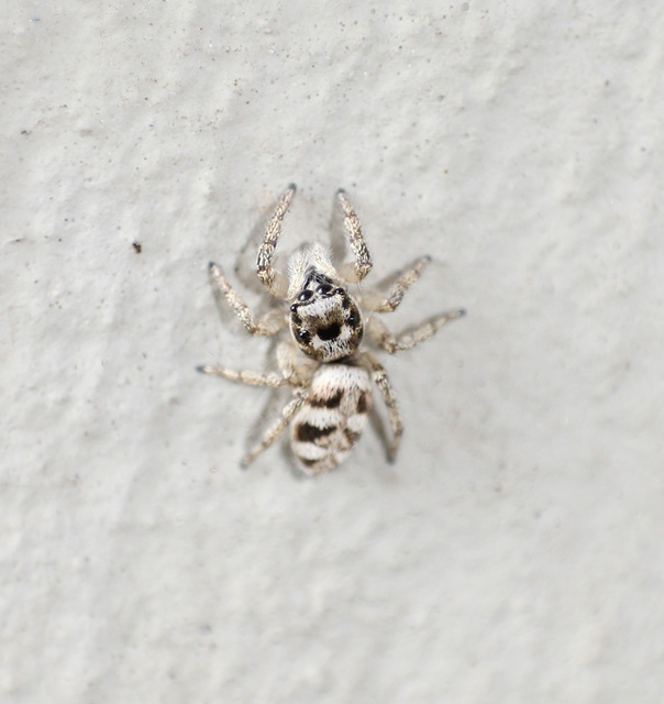 Salticus scenicus - színészpók