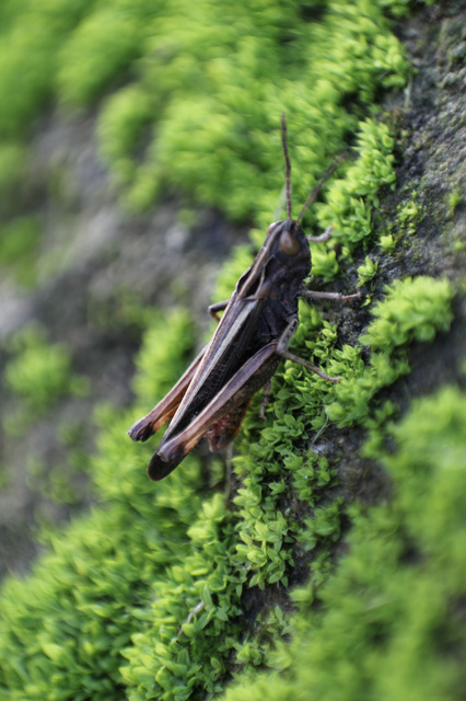Omocestus rufipes - vöröshasú tarlósáska