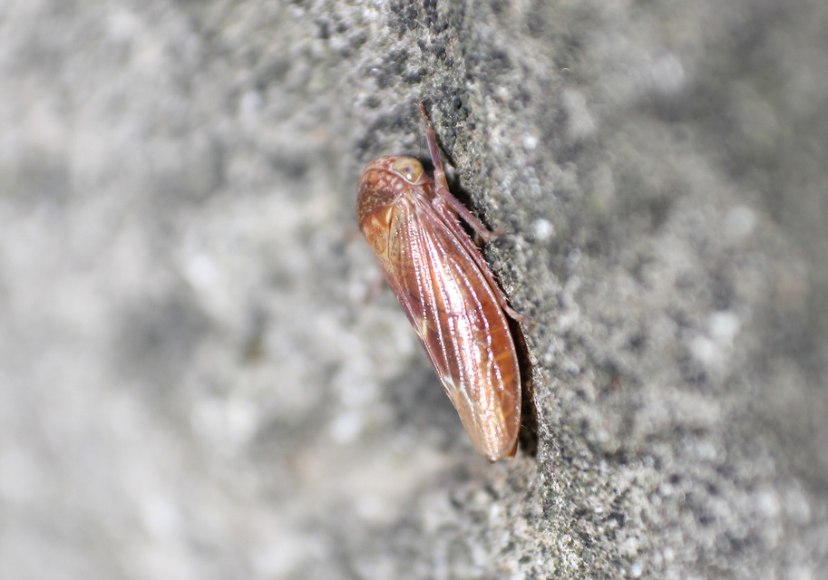 Cicadellidae - mezeikabócák