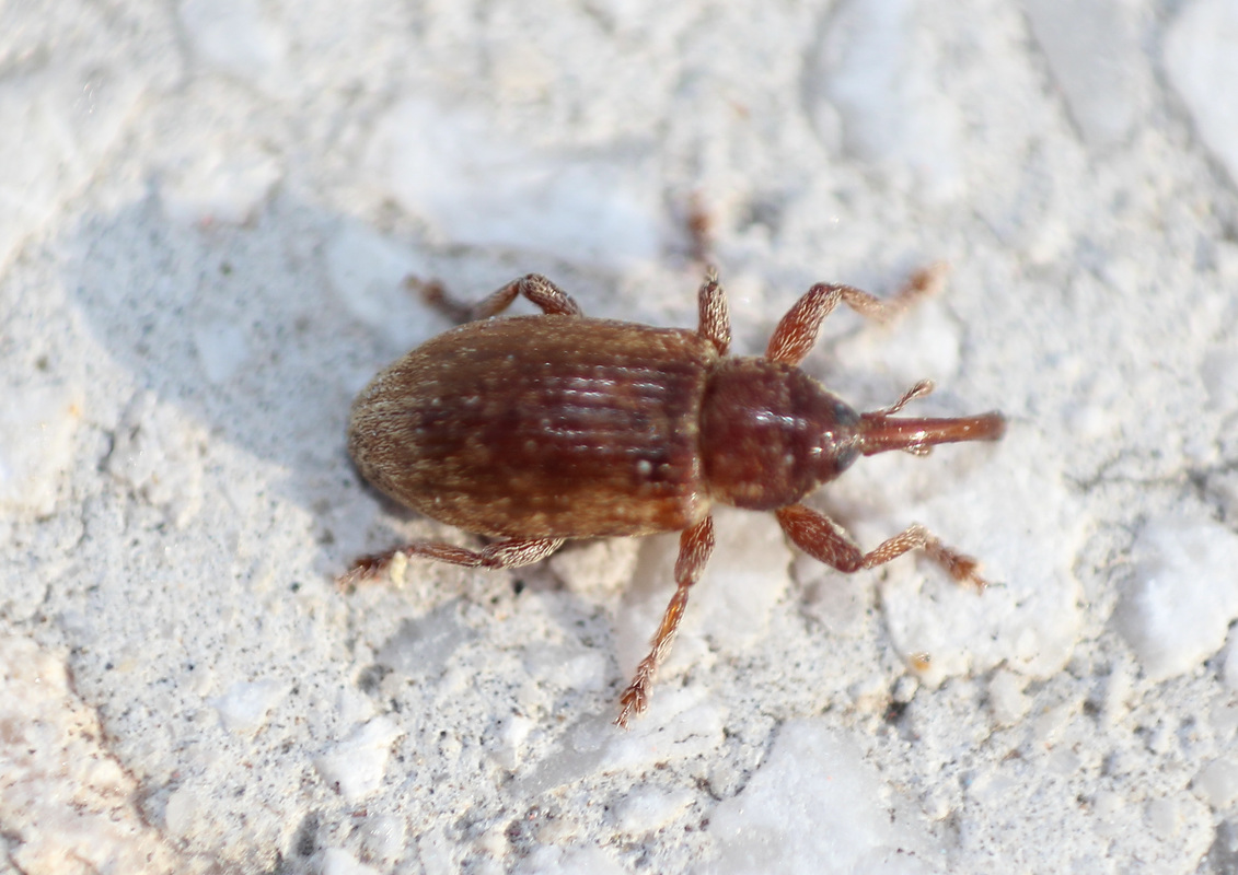 Dorytomus villosulus - sárgás hangormányos