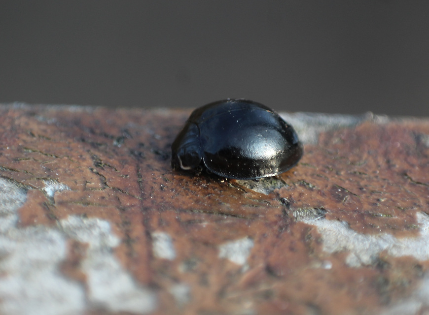Harmonia axyridis - harlekinkatica