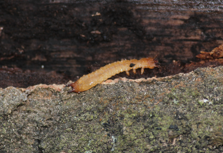 Pyrochroa