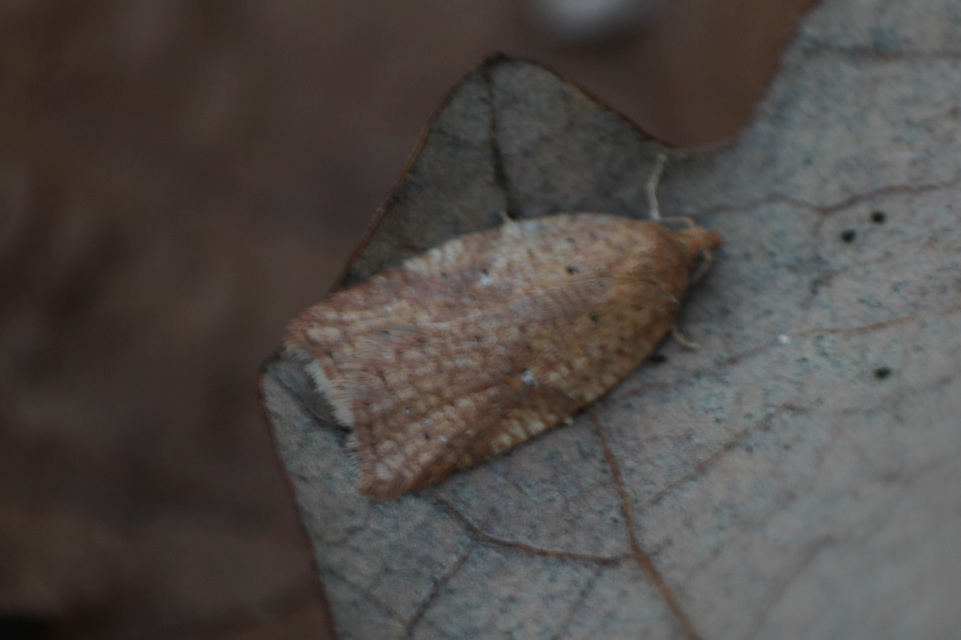 Acleris