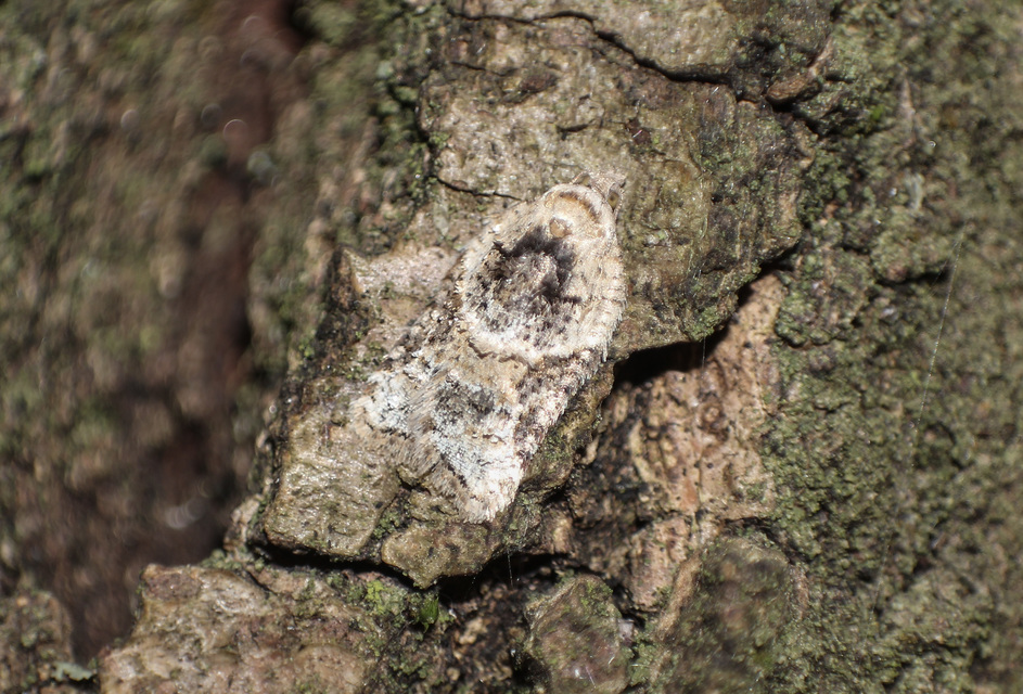 Acleris lacordairana - szilfa-levélmoly