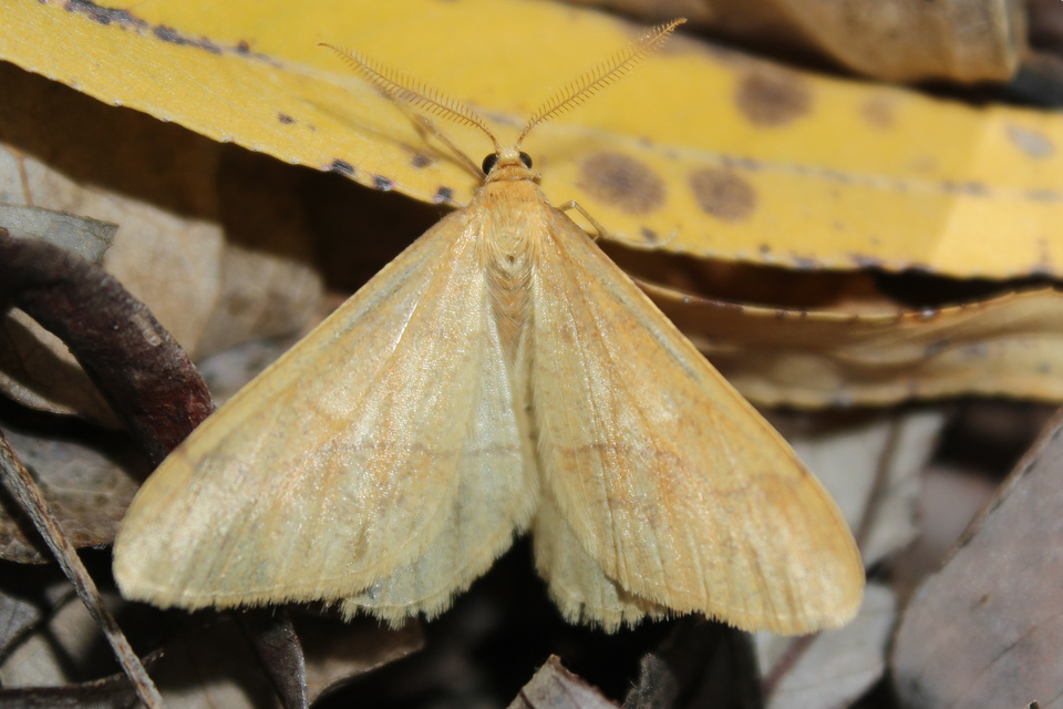 Agriopis aurantiaria - aranysárga téliaraszoló