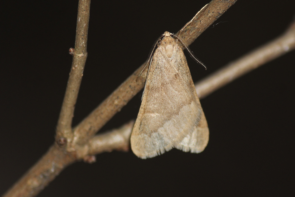 Alsophila aceraria - juhararaszoló