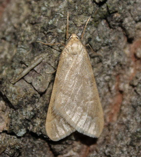 Alsophila aceraria - juhararaszoló