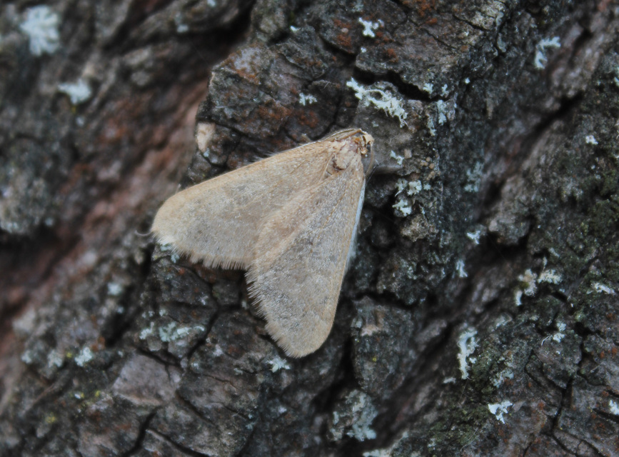 Alsophila aceraria - juhararaszoló