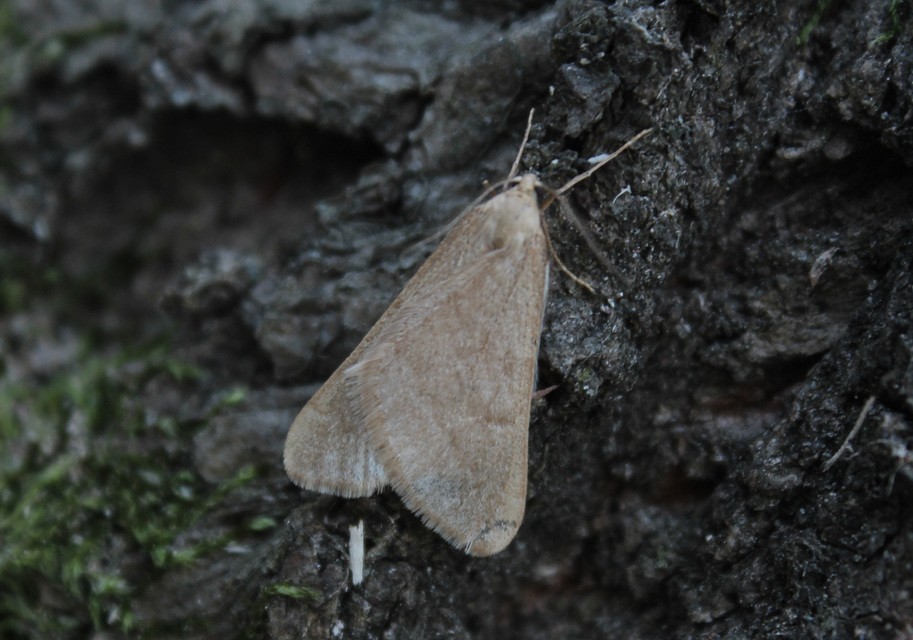 Alsophila aceraria - juhararaszoló