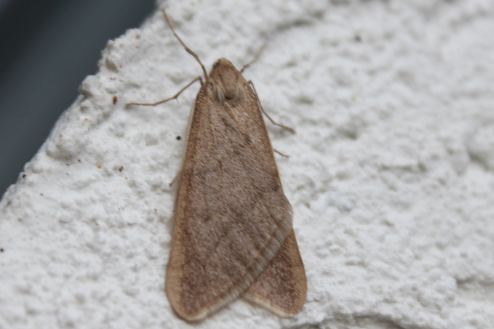 Alsophila aceraria - juhararaszoló