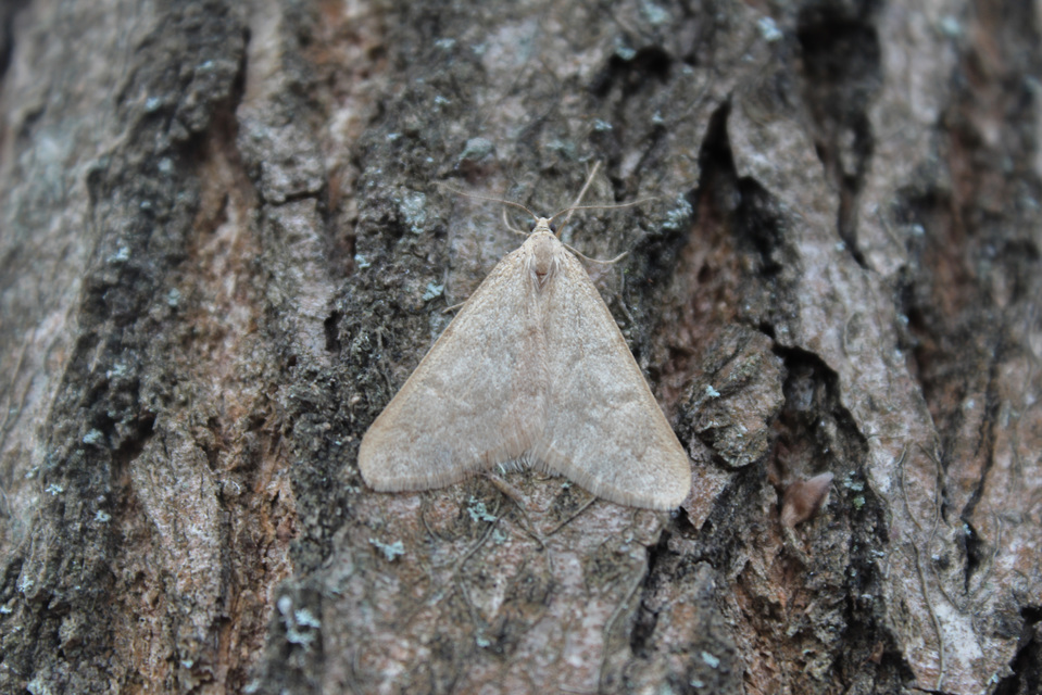 Alsophila aceraria - juhararaszoló